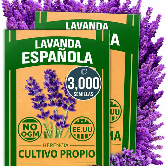 Semillas Premium de Lavanda Española!
