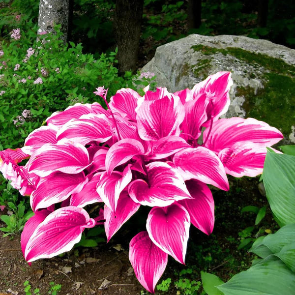 Caladium Rosa Jardín Fácil