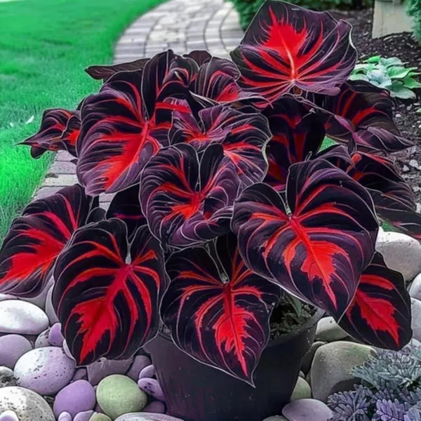 Caladium Rosa Jardín Fácil