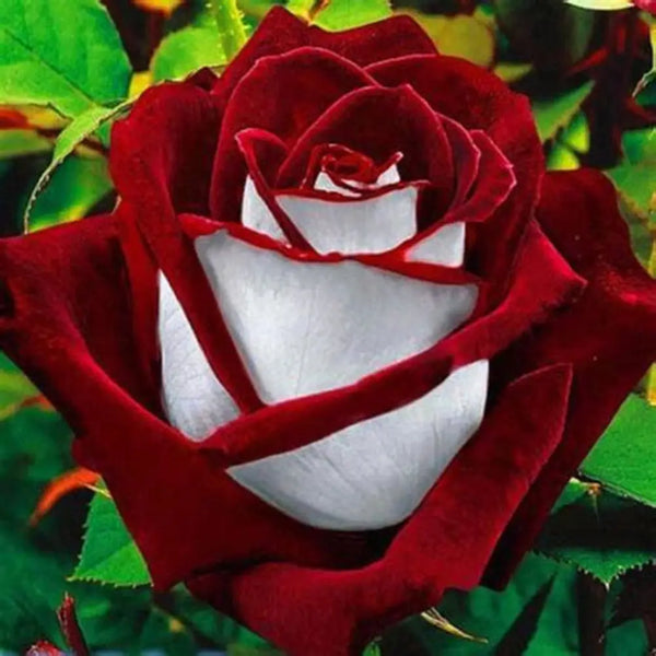 Rosal Arcoíris Raro