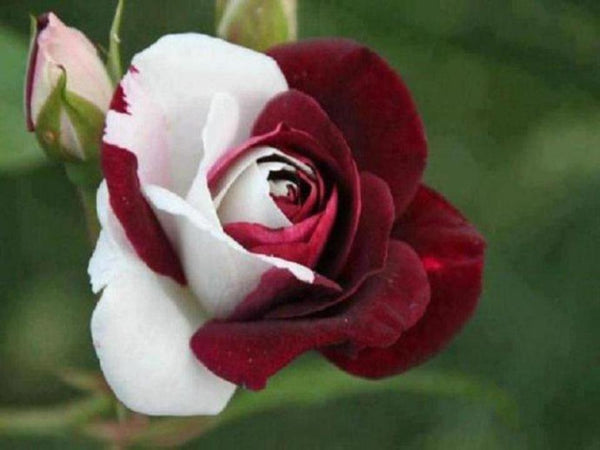 Rosal Arcoíris Raro