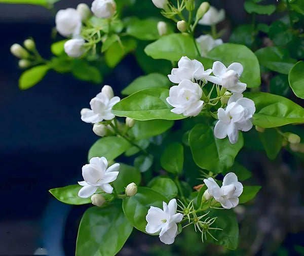Semillas de Jazmín Aromático