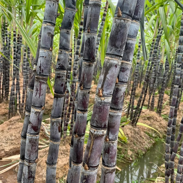Caña de Azúcar Crece Fácil