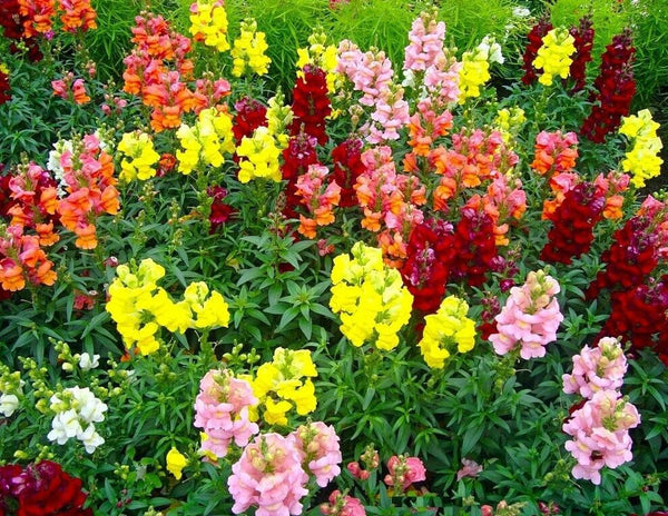 Alhelí Mixto Jardín Mágico Colorido