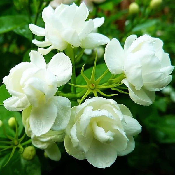 Semillas de Jazmín Aromático