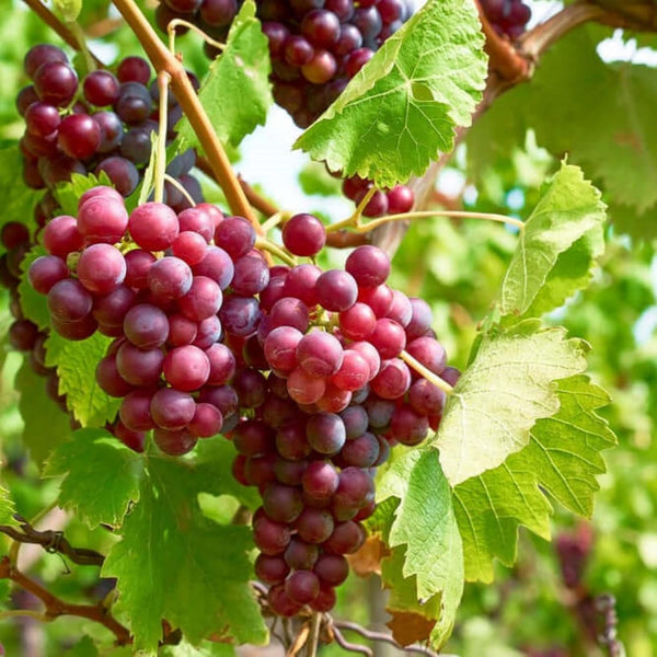 Semillas de Uva Rápidas